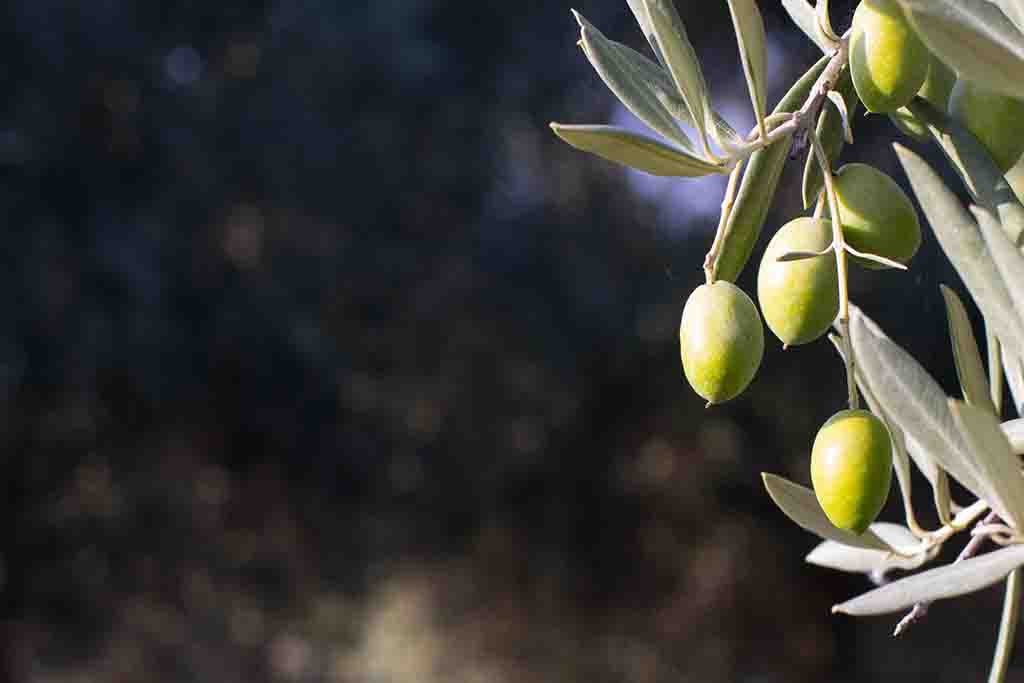 green olives on tree